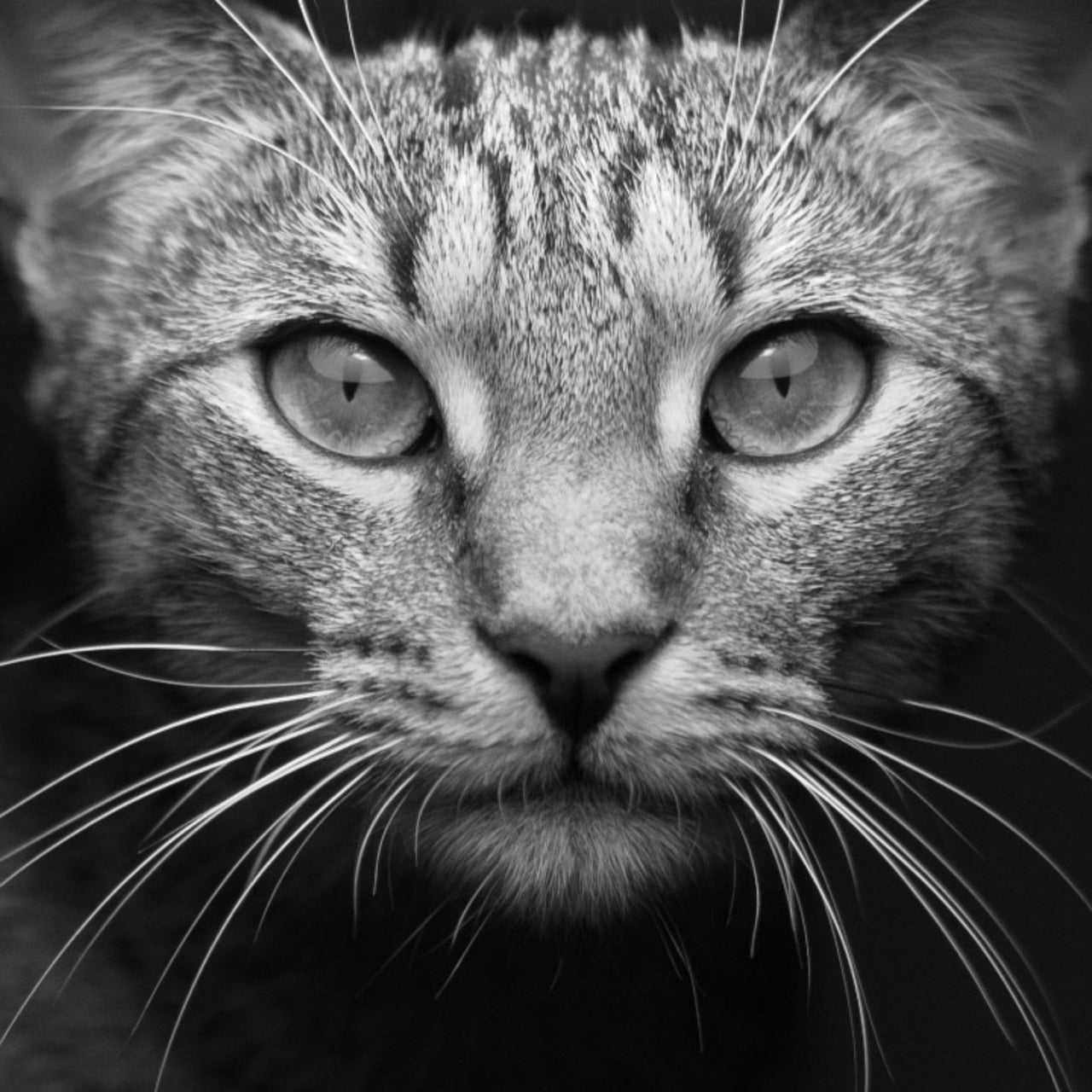 Happy Cats Academy (monthly contribution)
